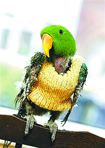 据深圳晚报消息 英国诺丁汉郡一只叫做查理的鹦鹉可谓是一只"时尚达鸟