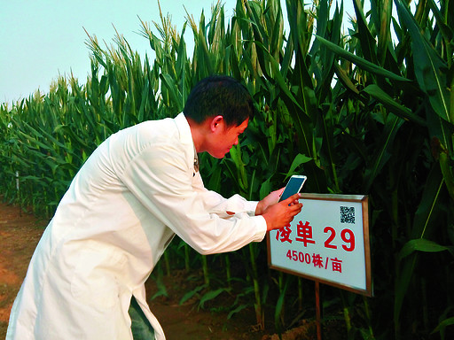 市农科院分子育种实验室副主任王帮太扫二维码查看玉米品种浚单29的