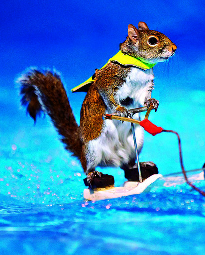 1月8日,在加拿大城市多伦多举行的2016年多伦多国际