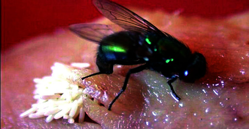 苍蝇在食物上产卵
