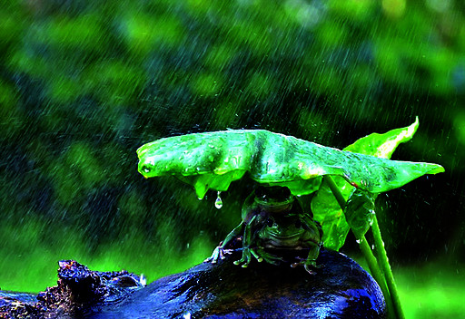 两只青蛙拿树叶当雨伞避雨