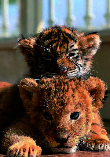 幼狮幼虎亲如兄弟