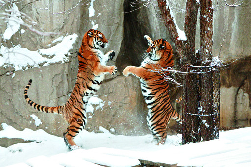 2月22日,两只东北虎在雪地里嬉戏.