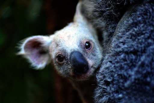 澳大利亚一家动物园日前迎来一只罕见的白色考拉,园方目前正为它征集